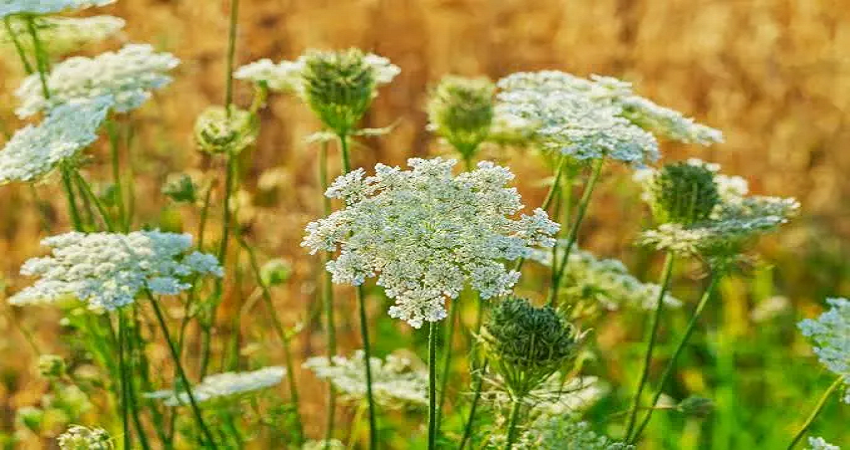 High Quality Egyptian Caraway for Export